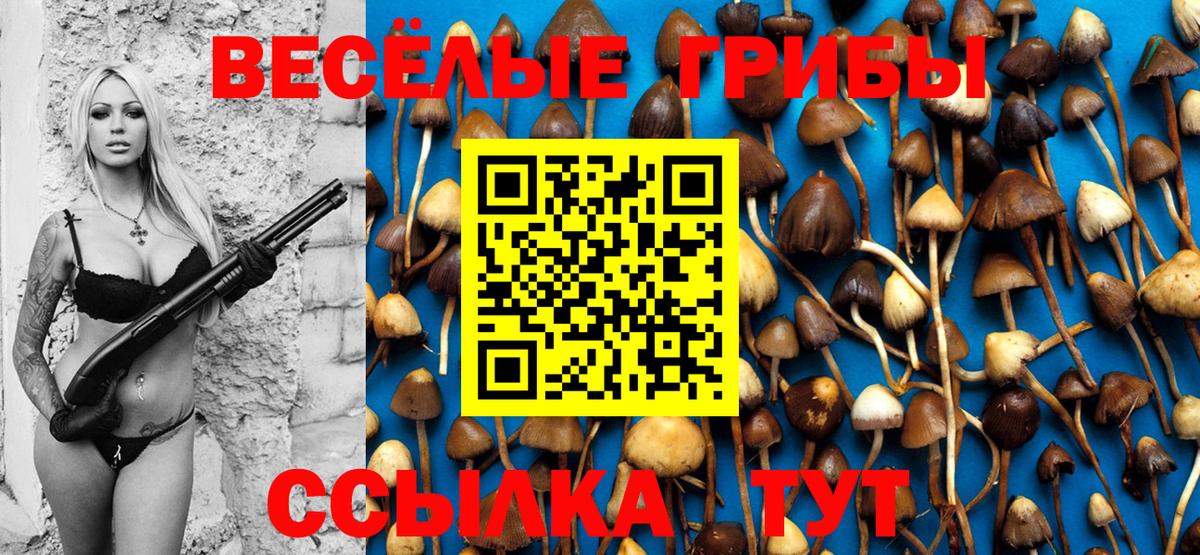 Галлюциногенные грибы Psilocybe Вологда